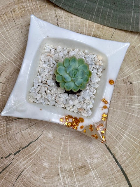 Maceta Suculenta